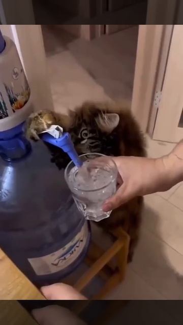 Котеки помогают