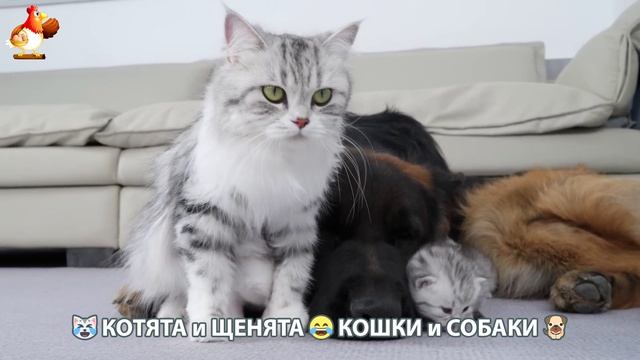 Котята и щенята 🐈🐶 Кошки и собаки 🤗 Про животных (13)