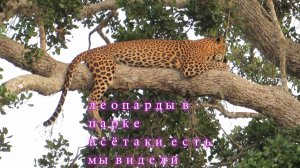 Национальный парк Яла, Шри-Ланка.