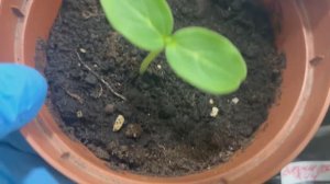 Сажаю огурцы для открытого грунта.