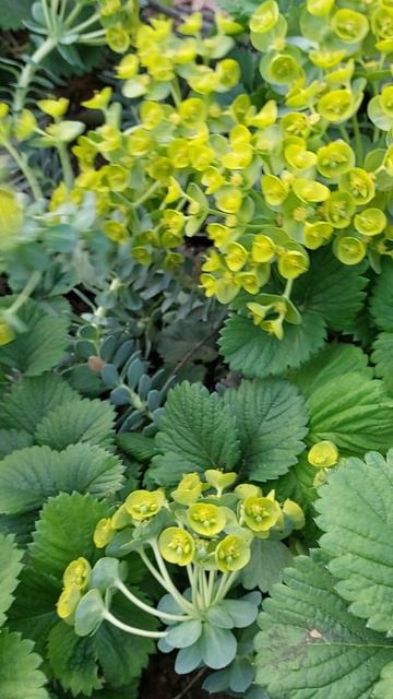 Зацвёл молочай миртолистный одно из красивейших растений в моём саду.