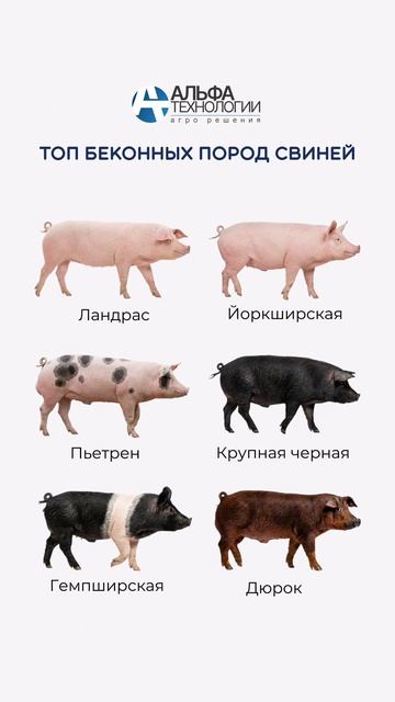 ТОП беконный пород свиней