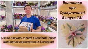 Болталка про Суккуленты! Выпуск 13! Обзор покупки у Mari_Succulents_Mira! Вариегатные Эхеверии!