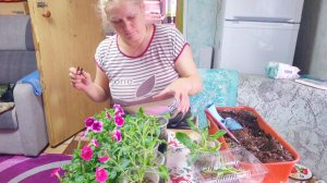 ХОЧУ КУПИТЬ ДВЕ МАШИНЫ,ДЕРЕВНЯ И НАША ЖИЗНЬ