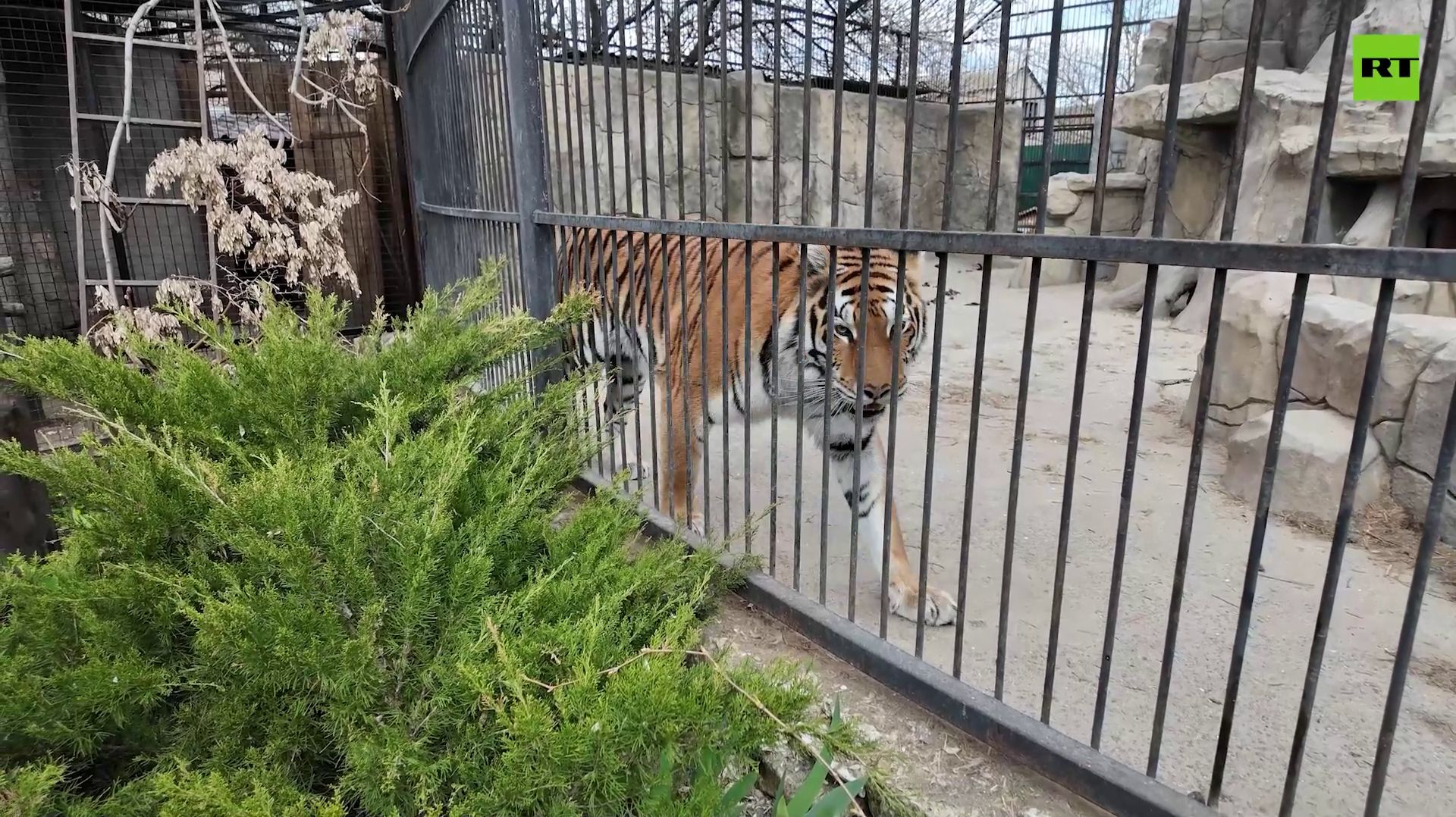 Вопреки ударам ВСУ: как живёт зоопарк у передовой в Запорожской области