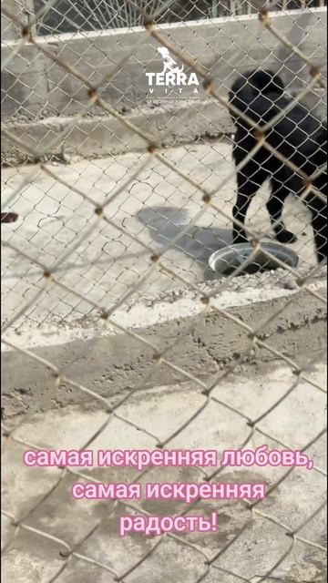 помощь приюту актуальна!