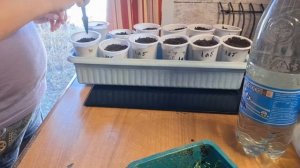 реанимирую лабелию 15.04.26