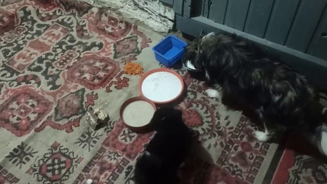 3,4 февраля 2024г.Мой дом.Залила почти весь пол.