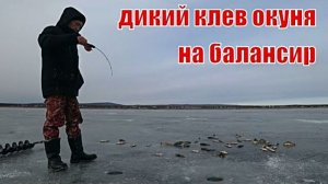 Вот это рыбалка. Ведро рыбы за час. Уловистый балансир.