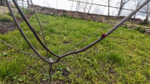 13 апреля 2026г. Еще немного покосила.