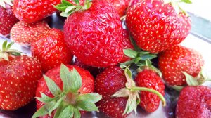 2352.  ВПЛ.Клубника ранней весной. Чем и как подкормить?