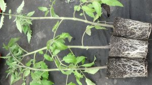 Высаживаю томаты в теплицу "МОКРЫМ СПОСОБОМ", в грязь. Показываю подробно. 15.04.2026.