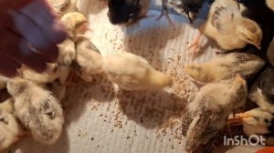 Цыплятам 10 дней.