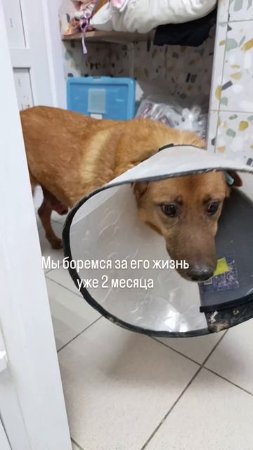 Волгоград. Это кошмар, подозрение на плоскоклеточный рак. Пончику очень нужна ваша поддержка! 🐾