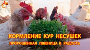 Кормление кур пророщенной пшеницей в радость несушкам