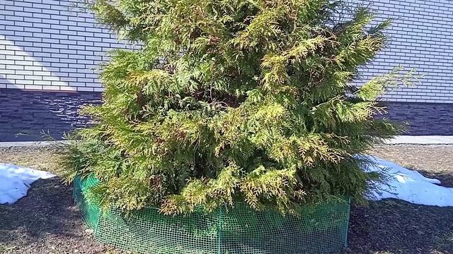 Уход за туями весной после зимы: подкормка и защита