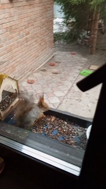 дикие животные