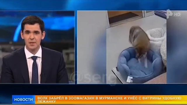 Серый воришка! 🤣🤣🤣