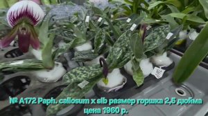 № А172 Paph. callosum х sib размер горшка 2,5 дюйма