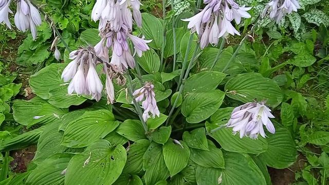 Где посадить хосту на участке и как за ней ухаживать