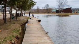 поимки форели на фидер