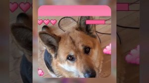 1000056133.mp4 (Собака наблюдает за устройством лестницы на 2-ой этаж в доме А-фрейм)