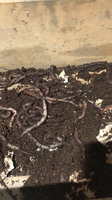 наживка на сомика, подготовка к рыбалке гандрабена выползок