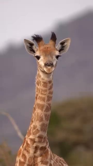 Детеныш жирафа во время прогулки.