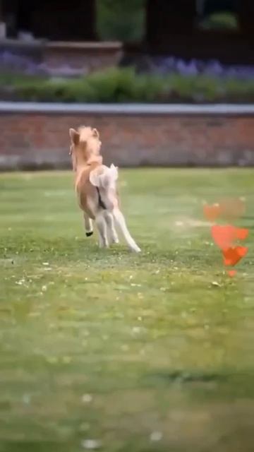 Ничего милее сегодня уже не будет