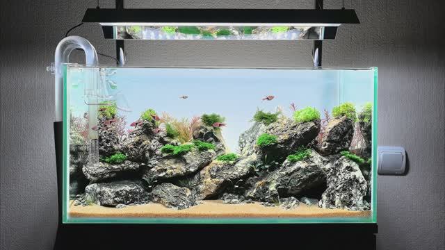 Aquascape Киприна Дмитрия