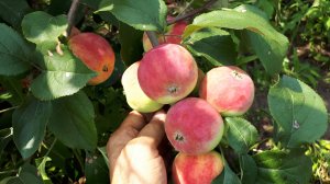 2350.  Зачем белить плодовые деревья? Лечу осенний сад.