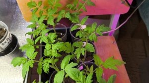 Помидоры ваши не очень. Не выкинула и правильно сделала.