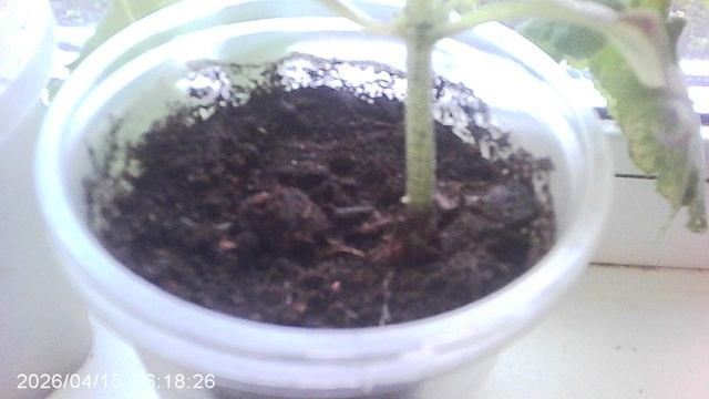 Обзор нашего кабачкового растения сорта "Чёрный Красавец" январского посева