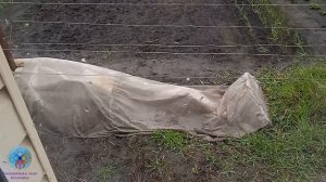 Выпуск 9 Обзор вегетирующих черенков.mp4