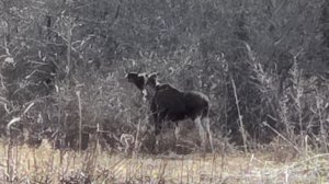 Лоси у деревни, блогерские заморочки и красивый вечер