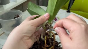 Пересадка орхидеи со сломанным цветоносом