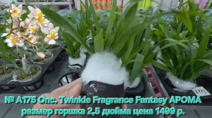 № А175 Onc. Twinkle Fragrance Fantasy АРОМА размер горшка 2,5 дюйма