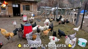 Содержание кур в домашних условиях и других птиц во дворе у Роберта 🐣🐤🦆🐔🪿🦃 (468)