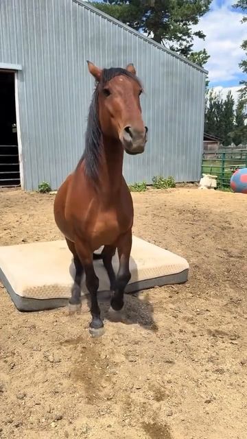 Лошадь и матрас