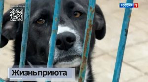 Жизнь приюта