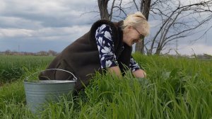 15-04.Сельские будни.Сажаю лук.Посеяла томаты в парник.