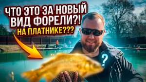 #51 КАК ЛОВИТЬ ФОРЕЛЬ НА РЕЗИНУ? ПОДАРОК ОТ СООБЩЕСТВА ФОРЕЛЬНУТЫЕ. УСАДЬБА СОКОЛИНОЕ ГНЕЗДО.