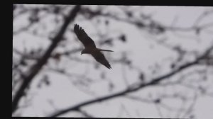 2026/4/12: Уж в траве и ищущие его канюки в небе над Венерой