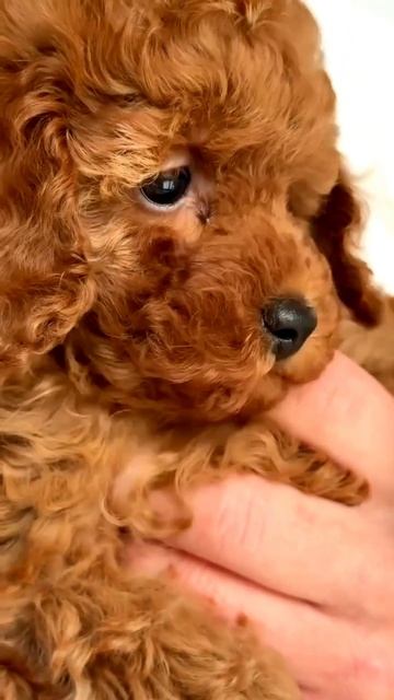 Пусть мама услышит... Той пудель в Сочи.