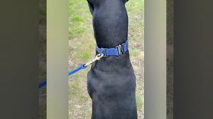 Ошейники биотановые от компании K9 INDUSTRIES в магазине СпецКинология