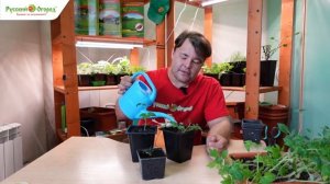 Что делать, если рассада томатов переросла.