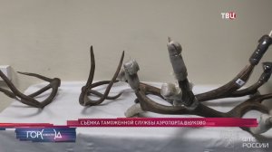 Иностранец пытался вывезти из России рога и черепа благородного оленя