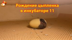 Рождение цыпленка за 4 минуты в инкубаторе 11