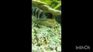 Нерест Фронтозы 14.04.2026