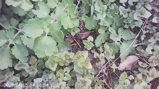 Удаление чистотела возле груши 